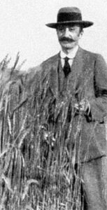 Strampelli in un campo di grano (Fonte Wikipedia)